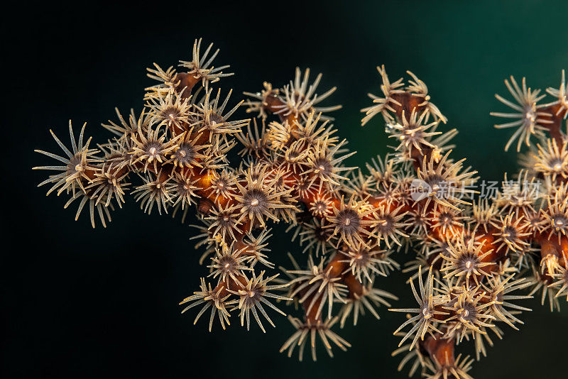 海之美，海葵样Parazoanthus sp.， Triton湾，西巴布亚省，印度尼西亚